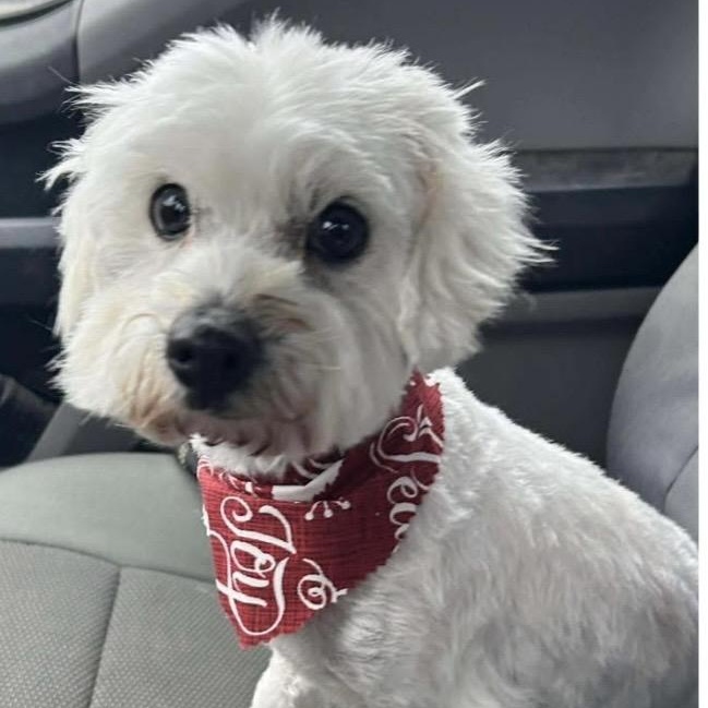 Tinsel, ADOPTABLE, Adult Female Maltese.