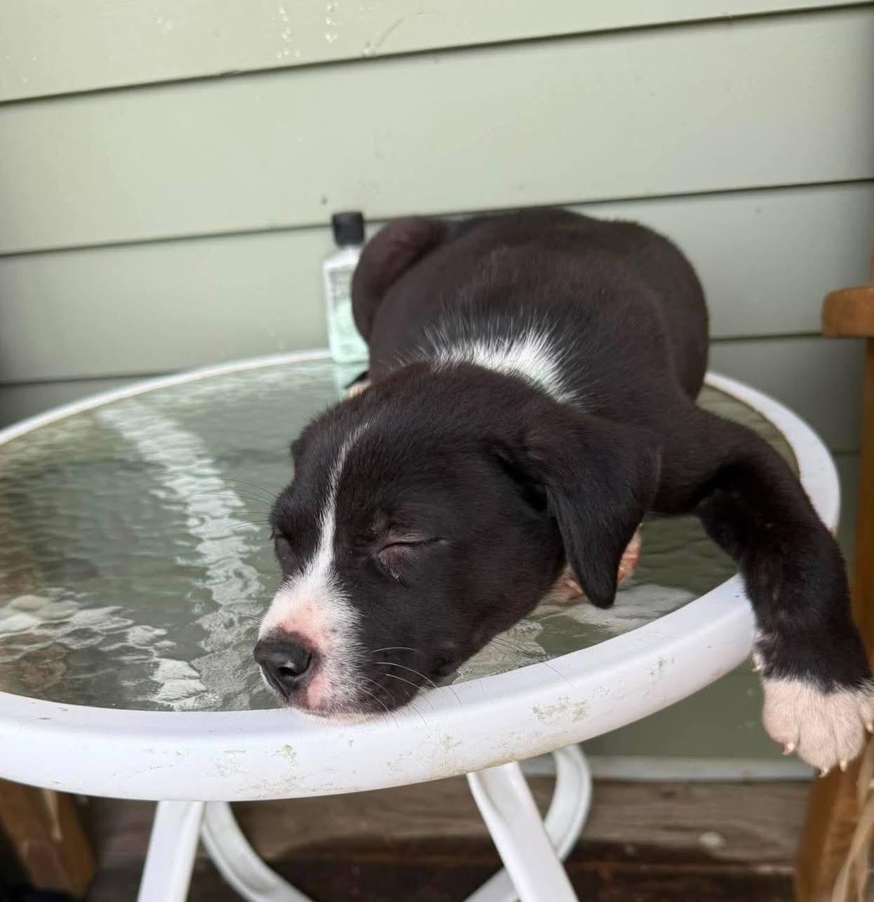 Carl, ADOPTABLE, Puppy Male Mixed Breed.