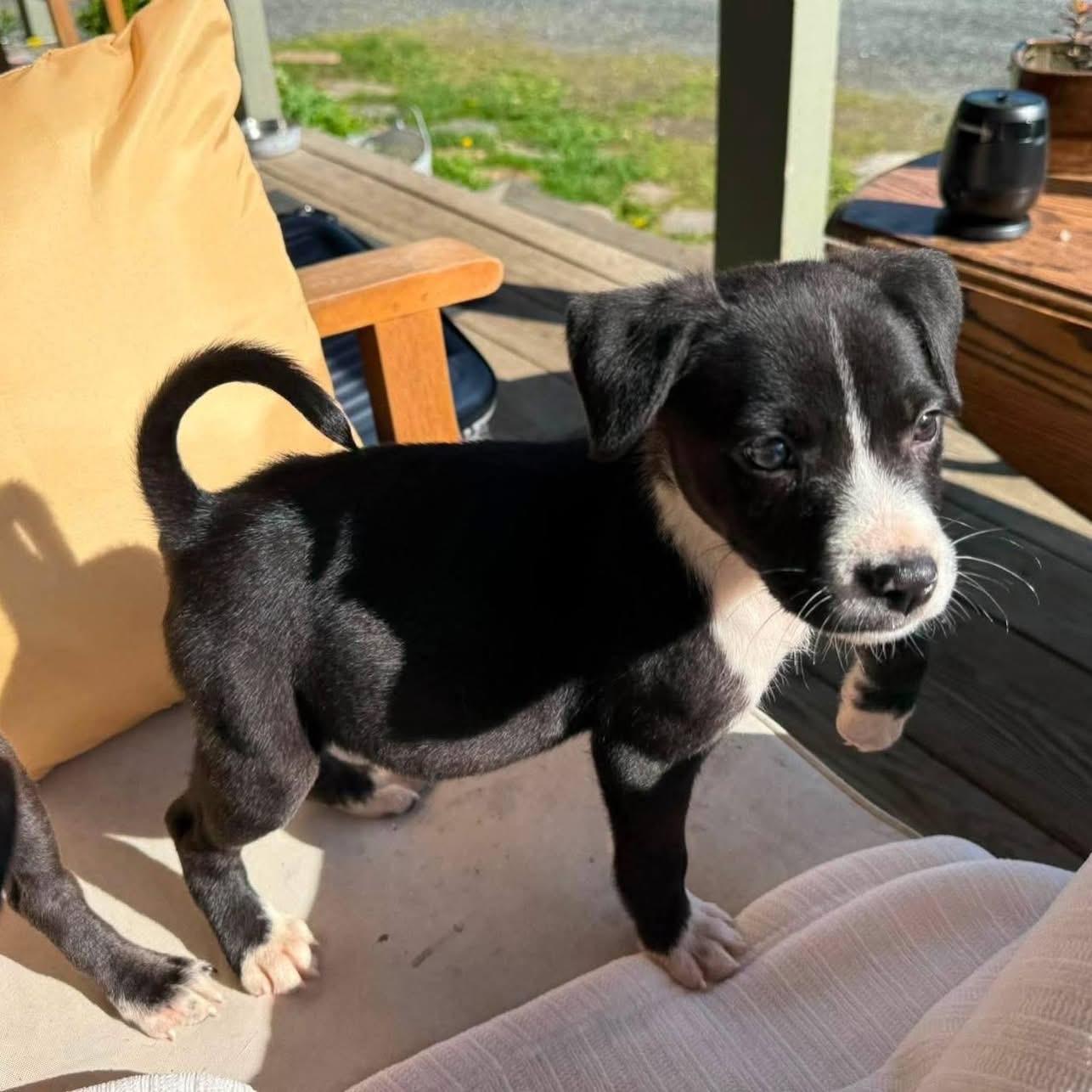 Enlarge Carl, a ADOPTABLE Mixed Breed in Randolph Center, VT image 3/4