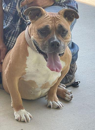 Pumpkin, a Adoptable mixed breed in Mocksville, NC image 1/3