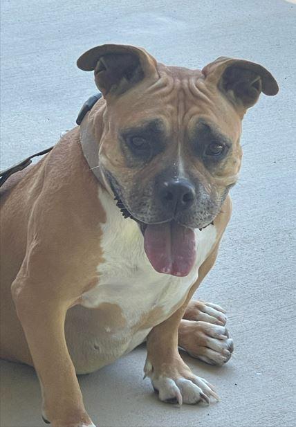 Pumpkin, a Adoptable mixed breed in Mocksville, NC image 2/3