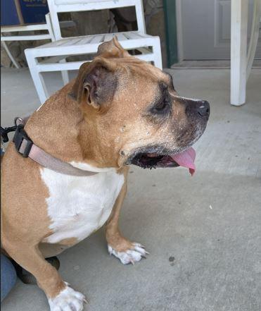 Pumpkin, a Adoptable mixed breed in Mocksville, NC image 3/3