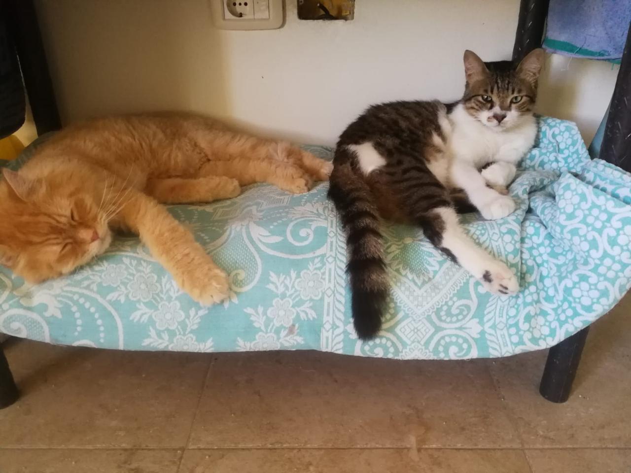 Mickey, the Kindest Kitty