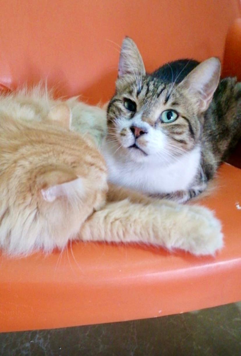 Mickey, the Kindest Kitty, Adoptable, Young Male Domestic Short Hair.