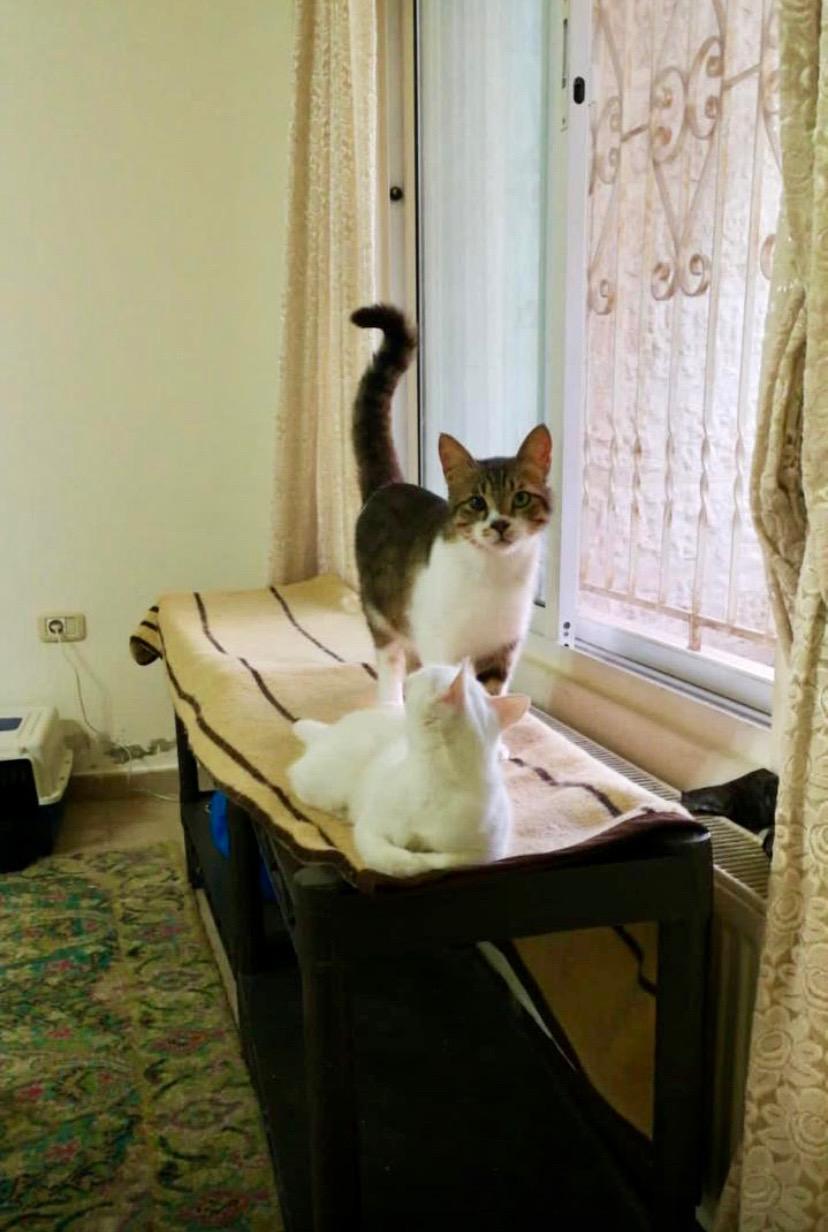 Mickey, the Kindest Kitty