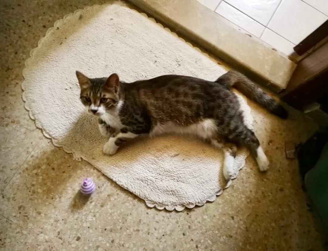 Mickey, the Kindest Kitty, a Adoptable Domestic Short Hair in Somerset, NJ image 4/4