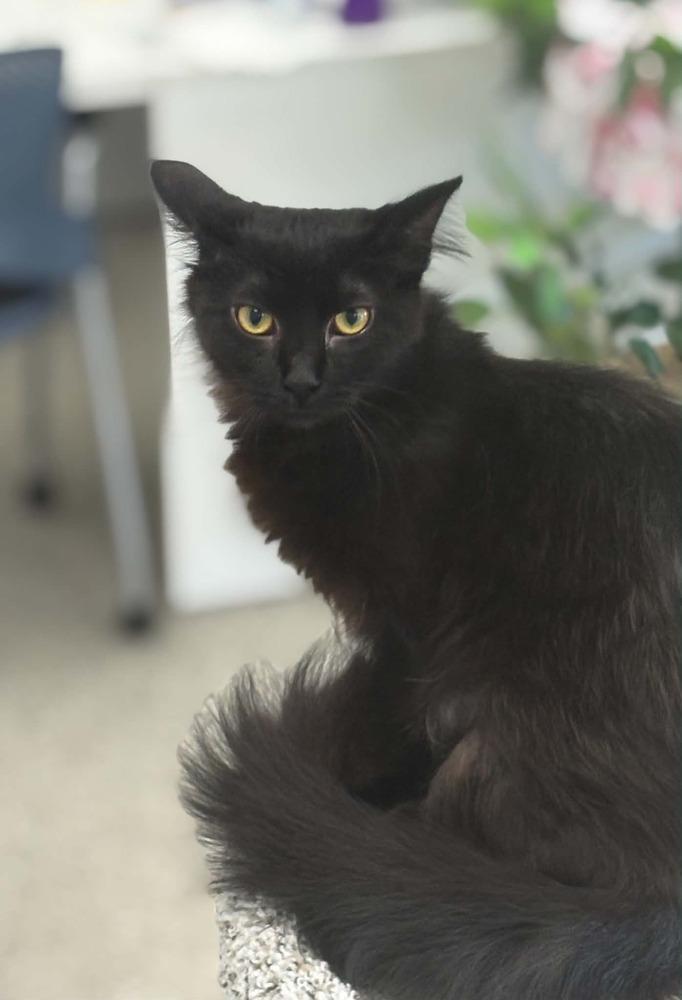 Kuro, Adoptable, Young Female Domestic Medium Hair.