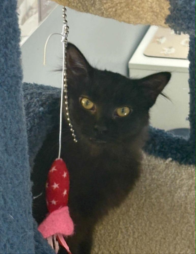 Kuro, a Adoptable mixed breed in Plymouth, MN image 2/3