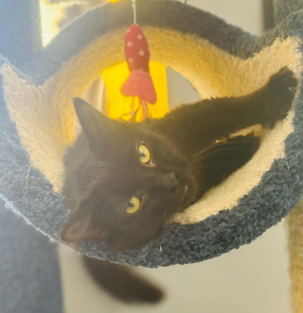 Kuro, a Adoptable mixed breed in Plymouth, MN image 3/3