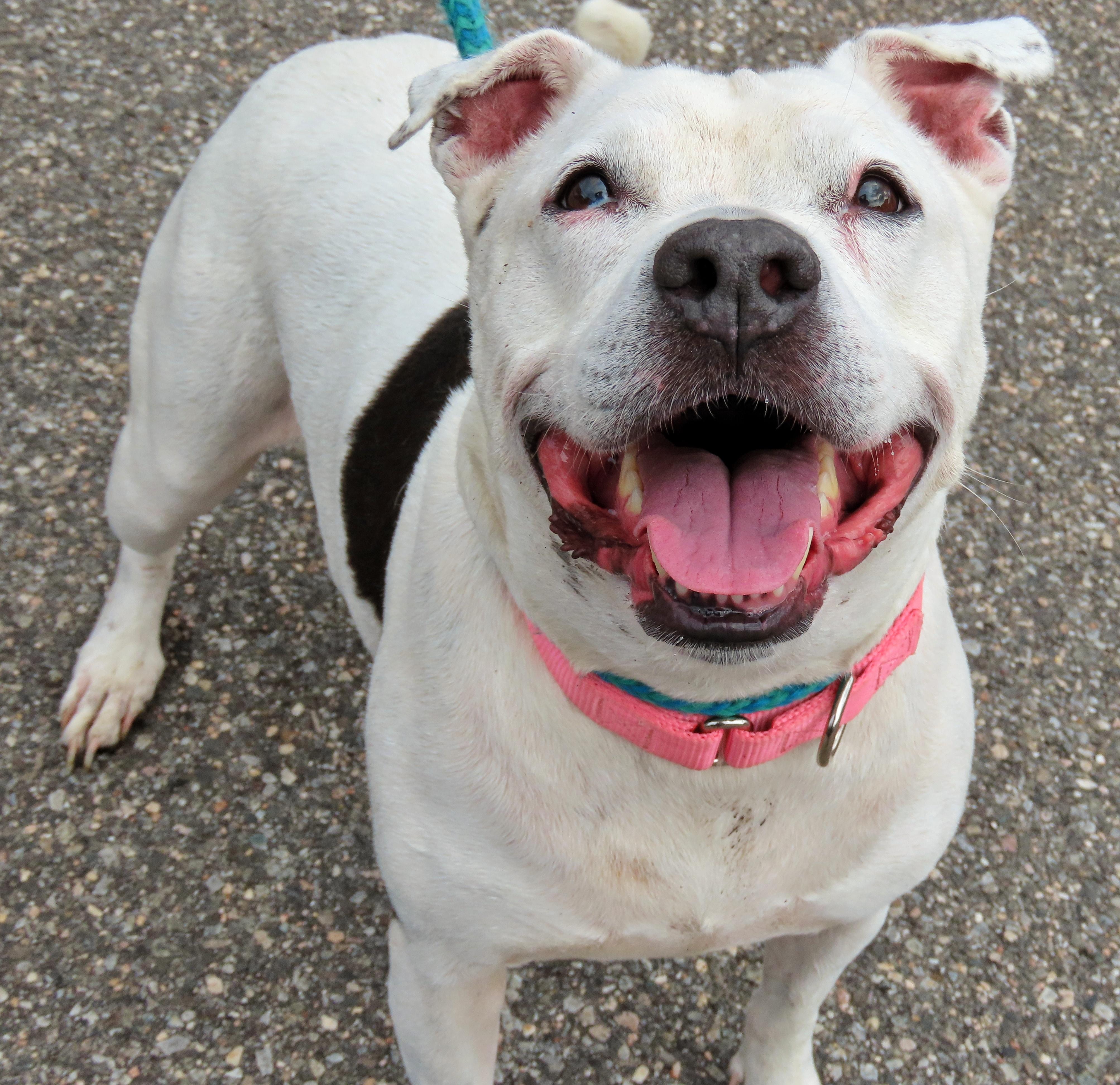 Enlarge 26-279 Heidi, a Adoptable Pit Bull Terrier in Amityville, NY image 6/6