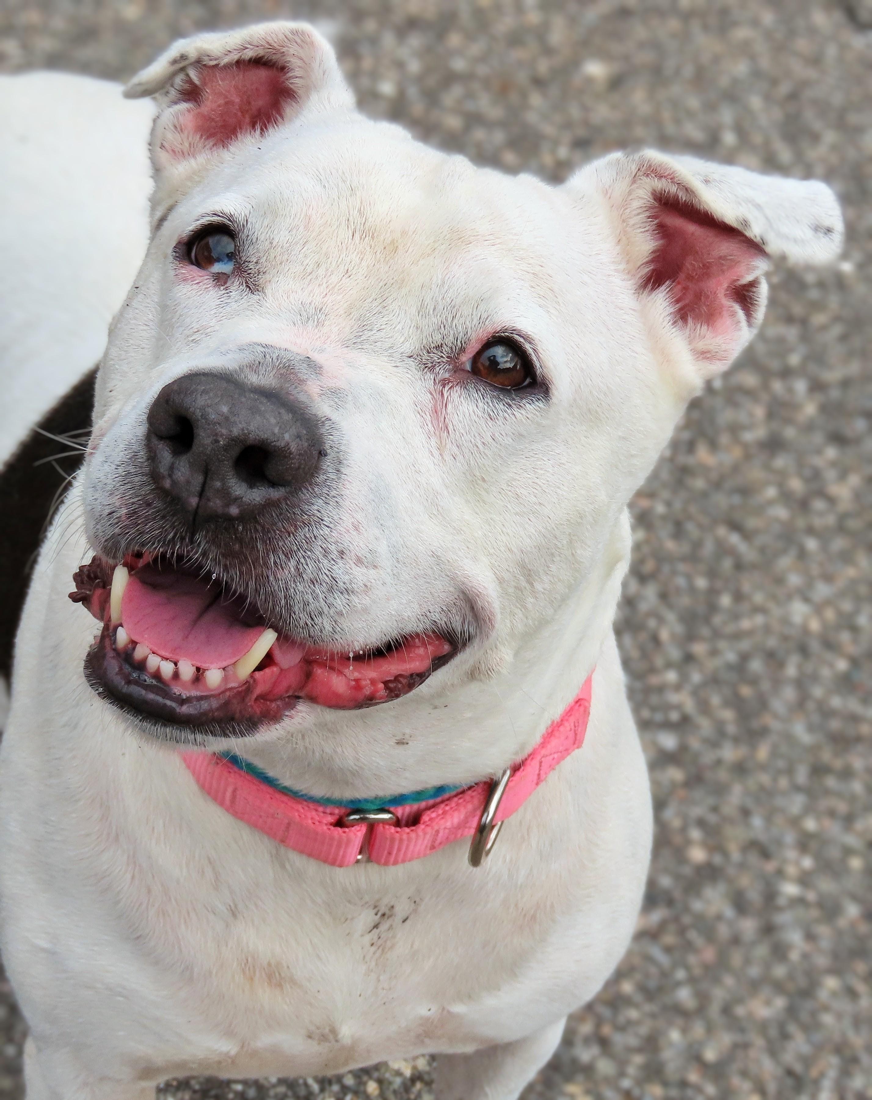 Enlarge 26-279 Heidi, a Adoptable Pit Bull Terrier in Amityville, NY image 5/6