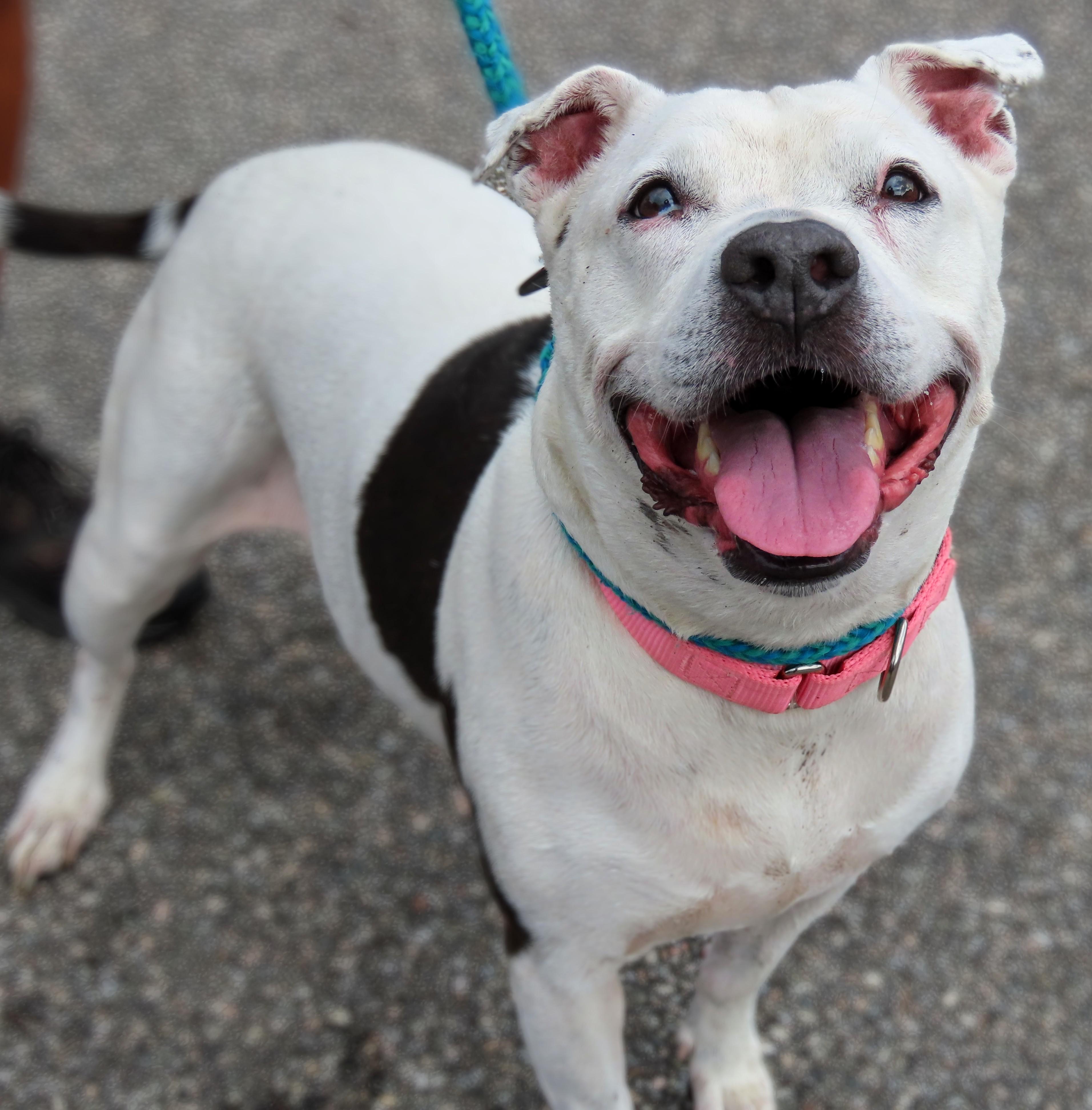Enlarge 26-279 Heidi, a Adoptable Pit Bull Terrier in Amityville, NY image 4/6