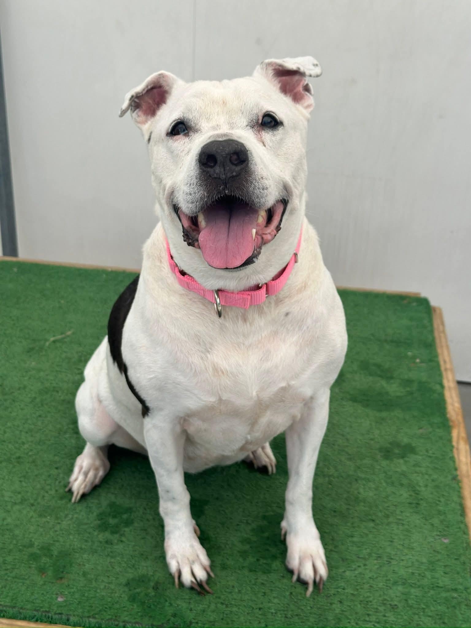 Enlarge 26-279 Heidi, a Adoptable Pit Bull Terrier in Amityville, NY image 3/6