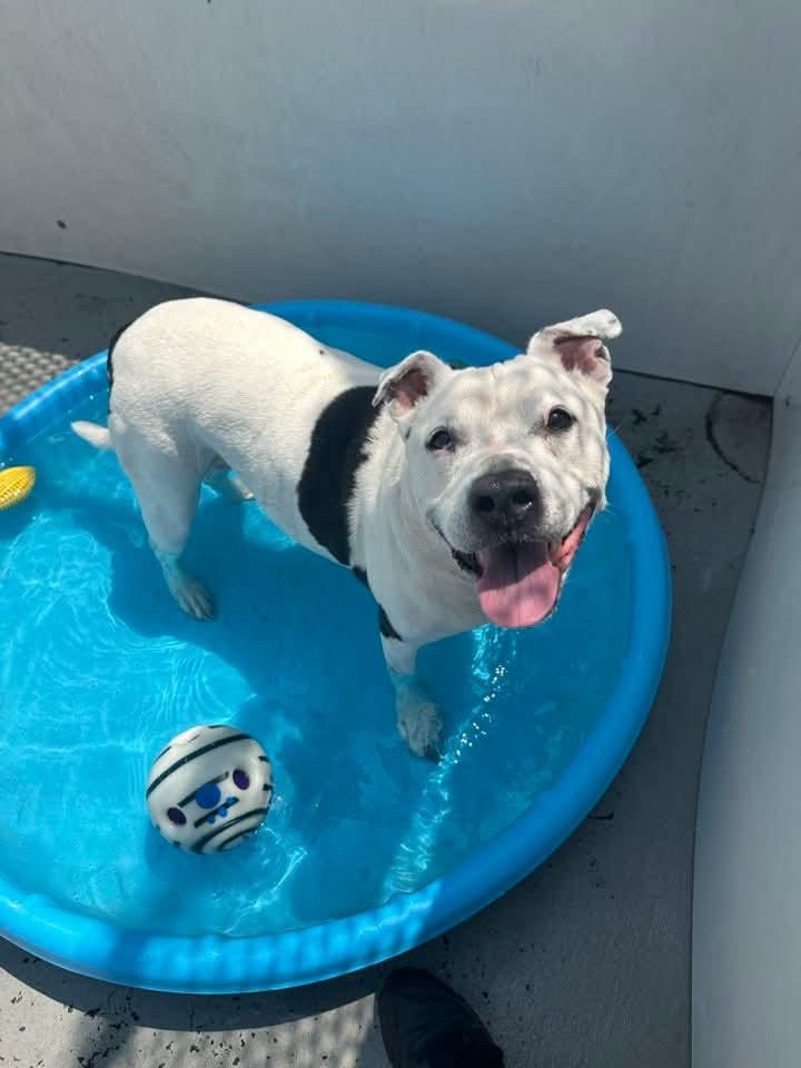 Enlarge 26-279 Heidi, a Adoptable Pit Bull Terrier in Amityville, NY image 2/6
