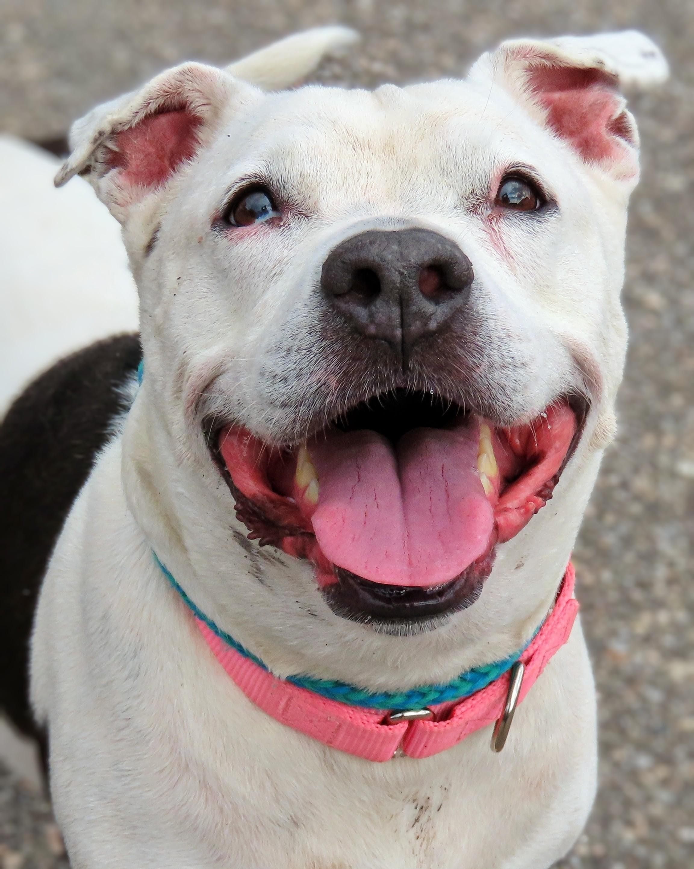 Enlarge 26-279 Heidi, a Adoptable Pit Bull Terrier in Amityville, NY image 1/6