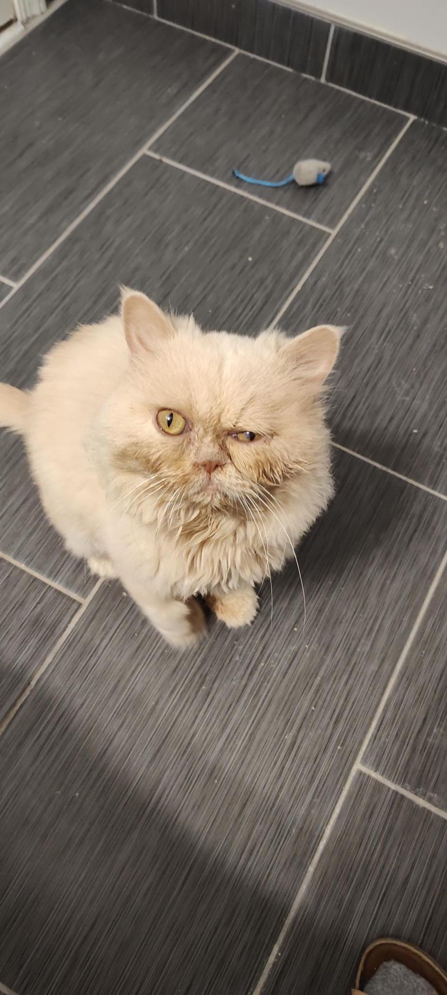 Squish, Adopted, Adult Male Persian.