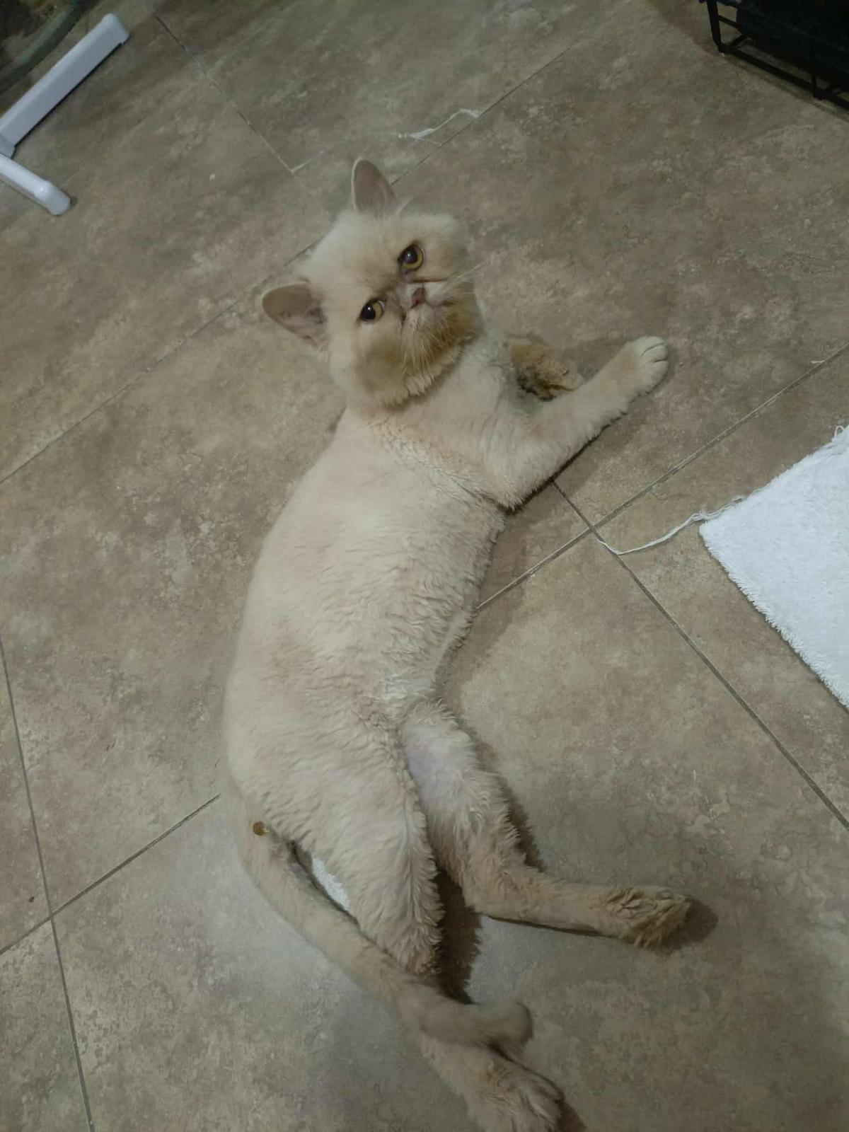 Enlarge Squish, a Adopted Persian in Herndon, VA image 2/3