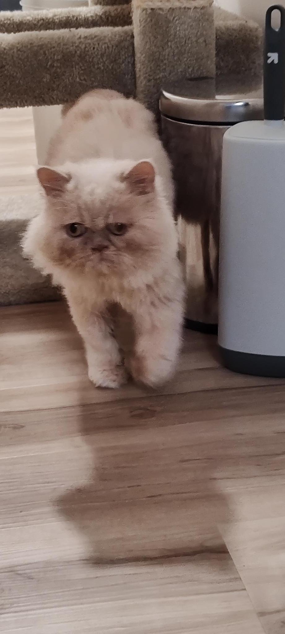 Enlarge Squish, a Adopted Persian in Herndon, VA image 3/3