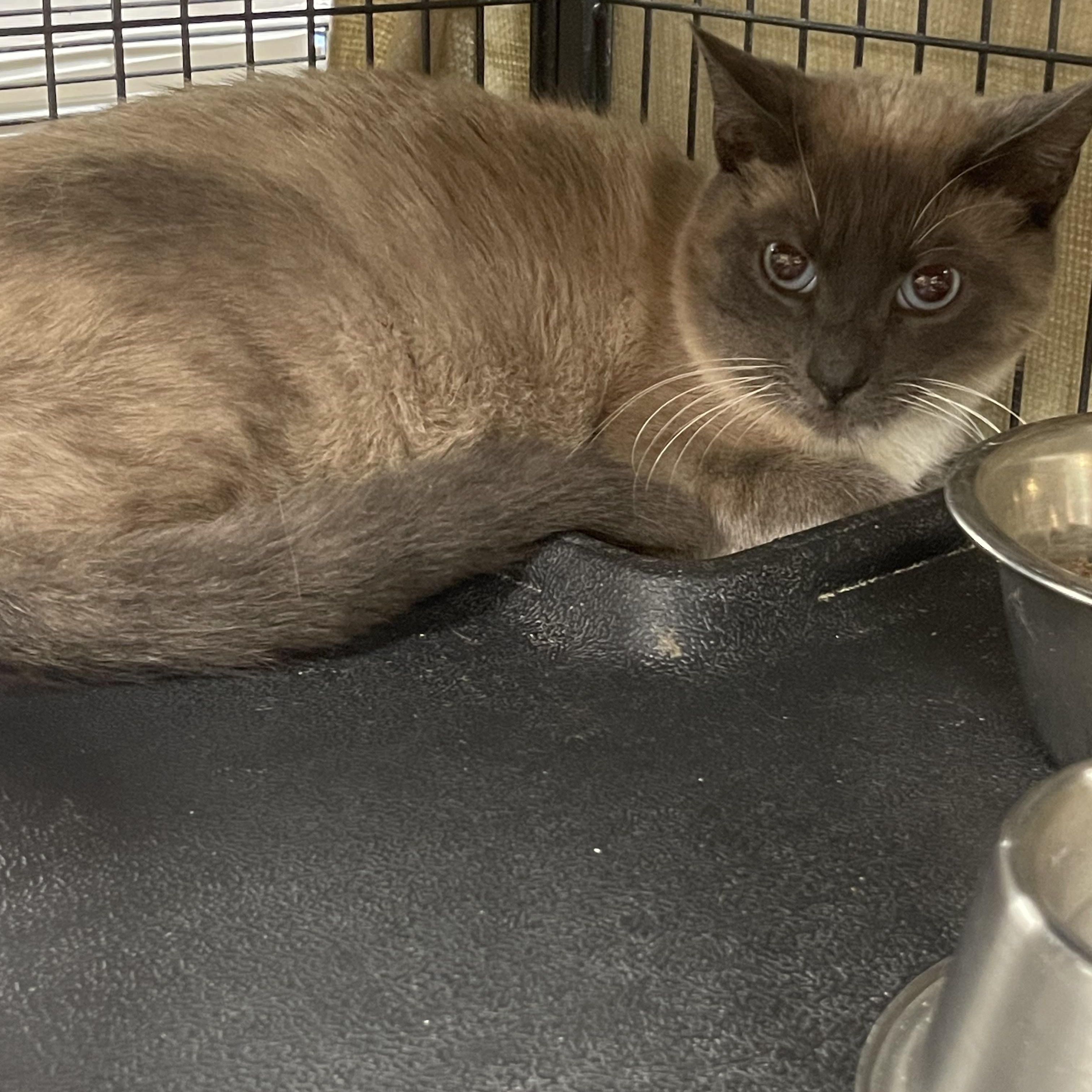 Enlarge Jinx, a Adoptable Siamese in Palo Cedro, CA image 1/1