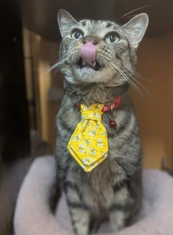 Enlarge Lucifer, an adopted Domestic Short Hair in Johnstown, PA image 5/6