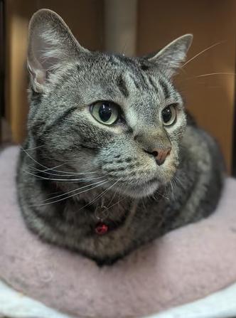 Enlarge Lucifer, an adopted Domestic Short Hair in Johnstown, PA image 2/6