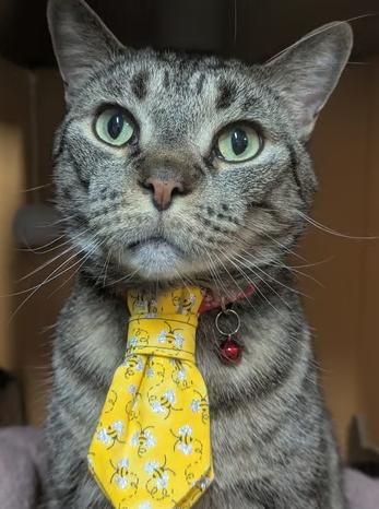 Lucifer, adopted, Adult Male Domestic Short Hair.