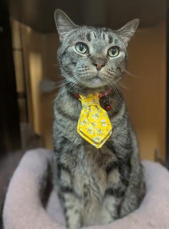 Enlarge Lucifer, an adopted Domestic Short Hair in Johnstown, PA image 4/6