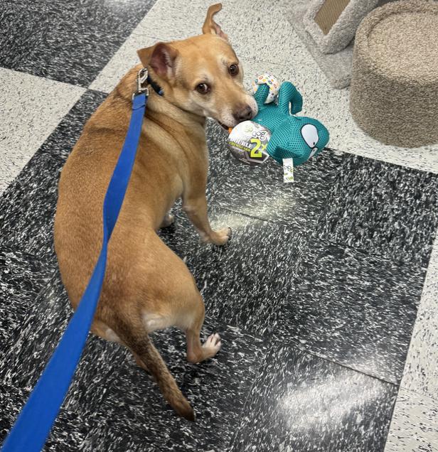 Shiloh — thumbnail 6