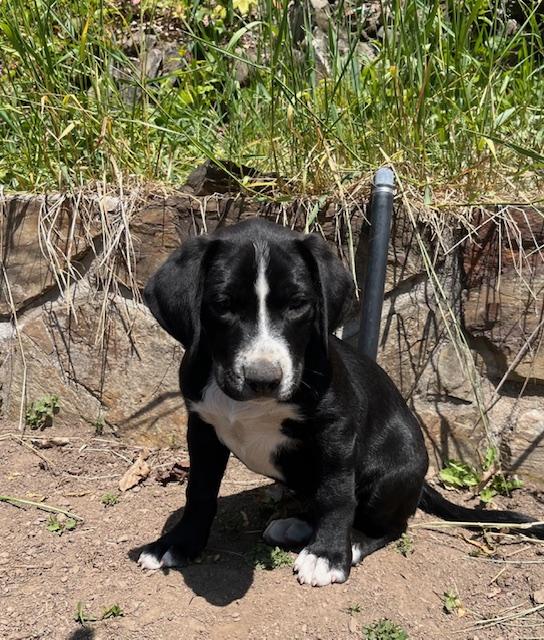 Enlarge Mr. Bean, a Adopted mixed breed in Kellogg, ID image 1/1