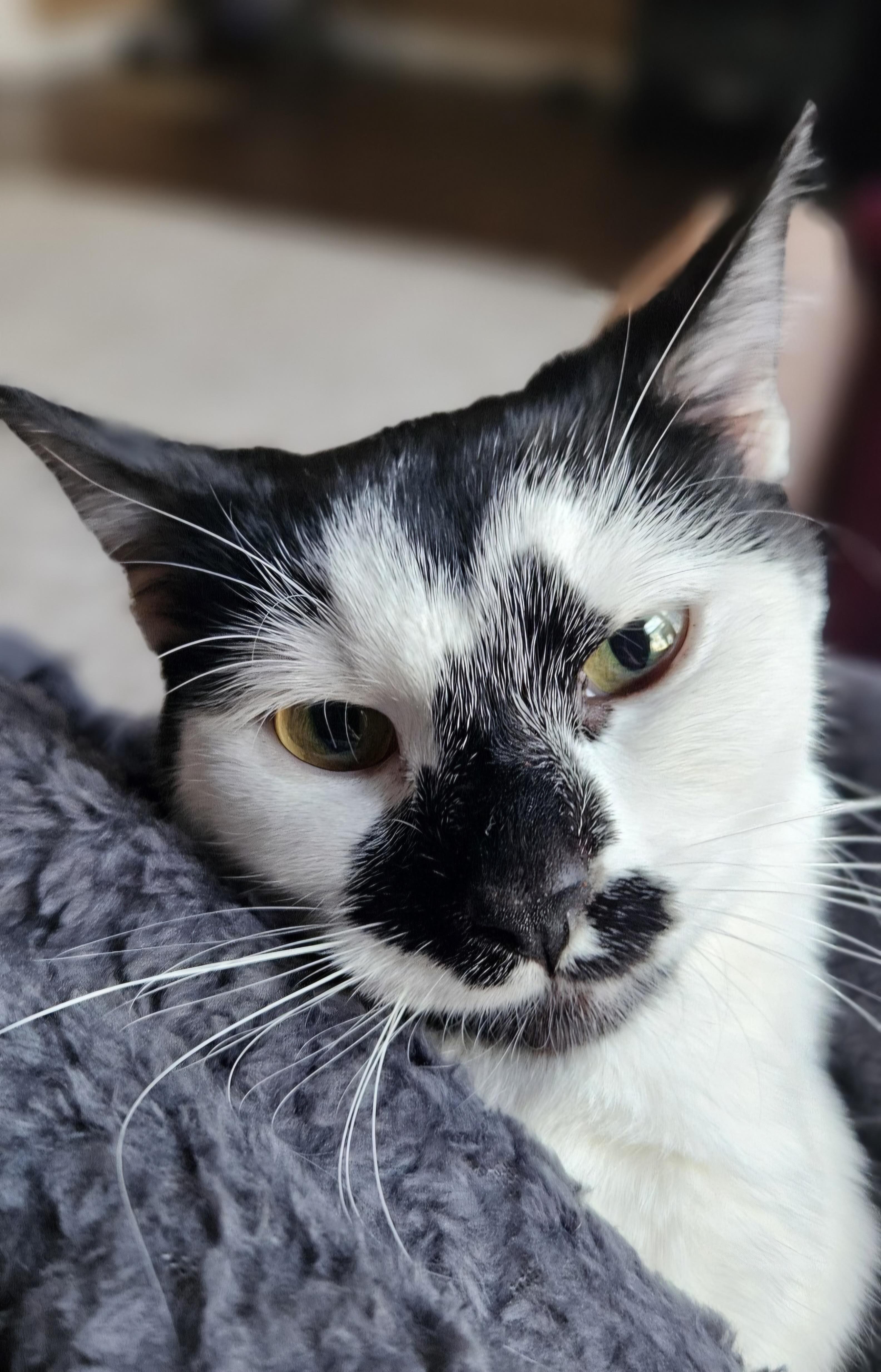 Vivica, a Adoptable Domestic Short Hair in Bristol, TN image 3/4