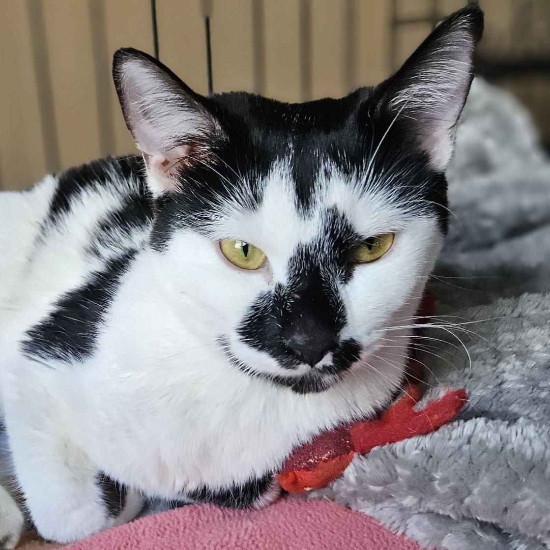 Vivica, a Adoptable Domestic Short Hair in Bristol, TN image 1/4