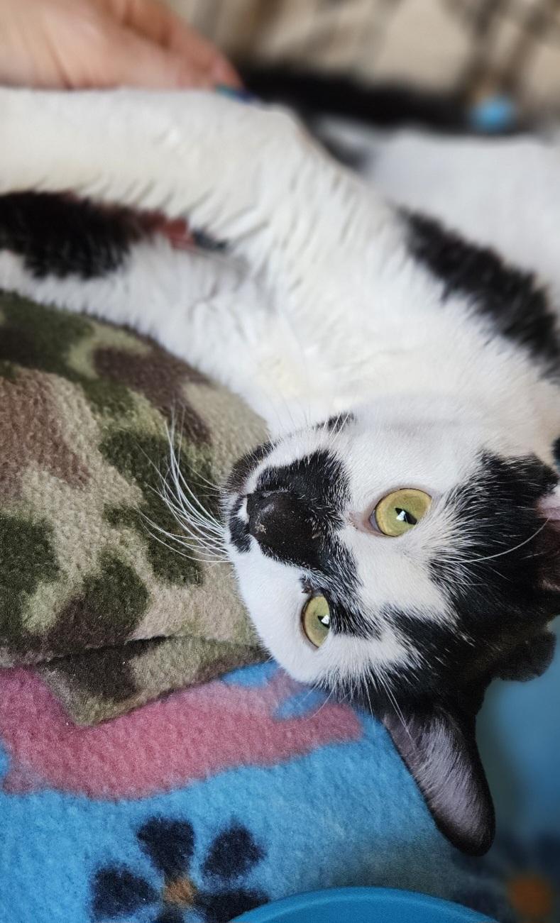 Vivica, a Adoptable Domestic Short Hair in Bristol, TN image 4/4