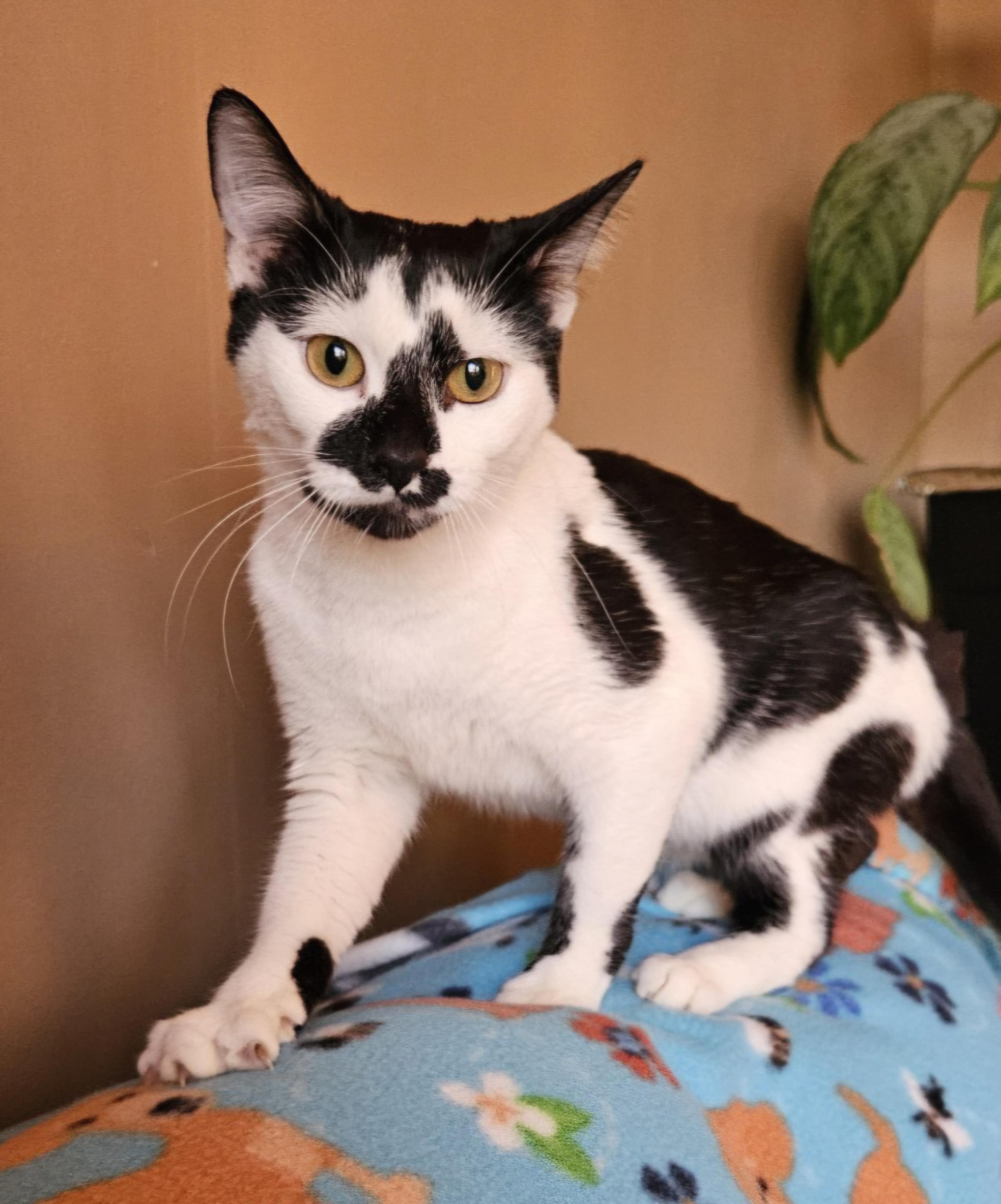 Vivica, a Adoptable Domestic Short Hair in Bristol, TN image 2/4