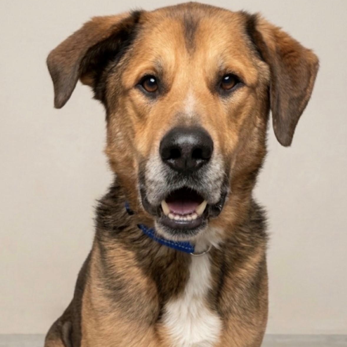 Enlarge Zeus, a ADOPTABLE mixed breed in Claresholm, AB image 1/1