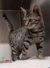 OWLETTE, Adoptable, Kitten Female Domestic Short Hair.