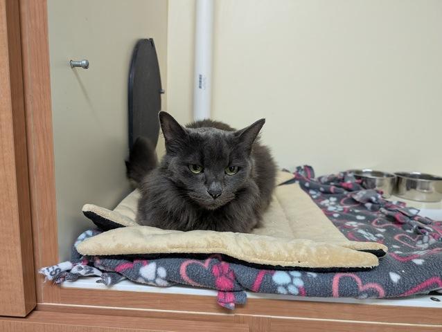 MJ, a Adoptable Domestic Long Hair in Portland, OR image 1/5