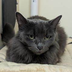 MJ, a Adoptable Domestic Long Hair in Portland, OR image 2/5
