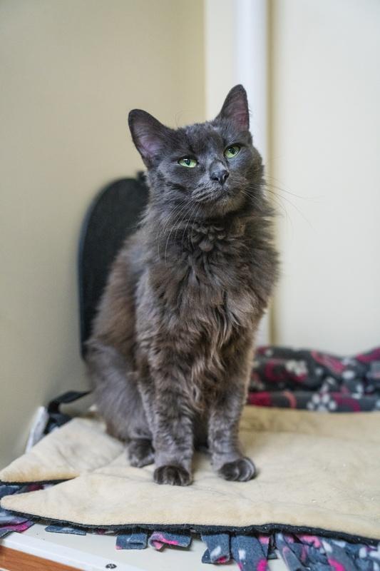 MJ, a Adoptable Domestic Long Hair in Portland, OR image 3/5