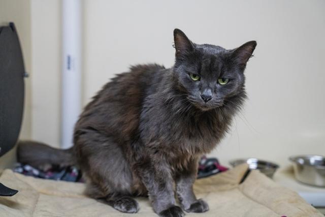 MJ, a Adoptable Domestic Long Hair in Portland, OR image 4/5