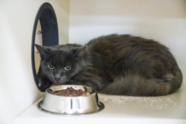 MJ, a Adoptable Domestic Long Hair in Portland, OR image 5/5