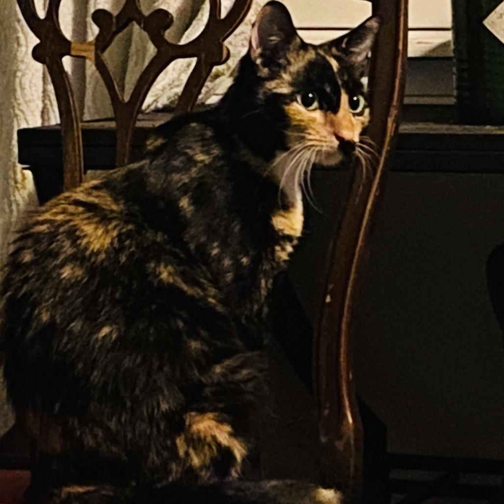 Petunia C10380, Adoptable, Adult Female Domestic Short Hair.