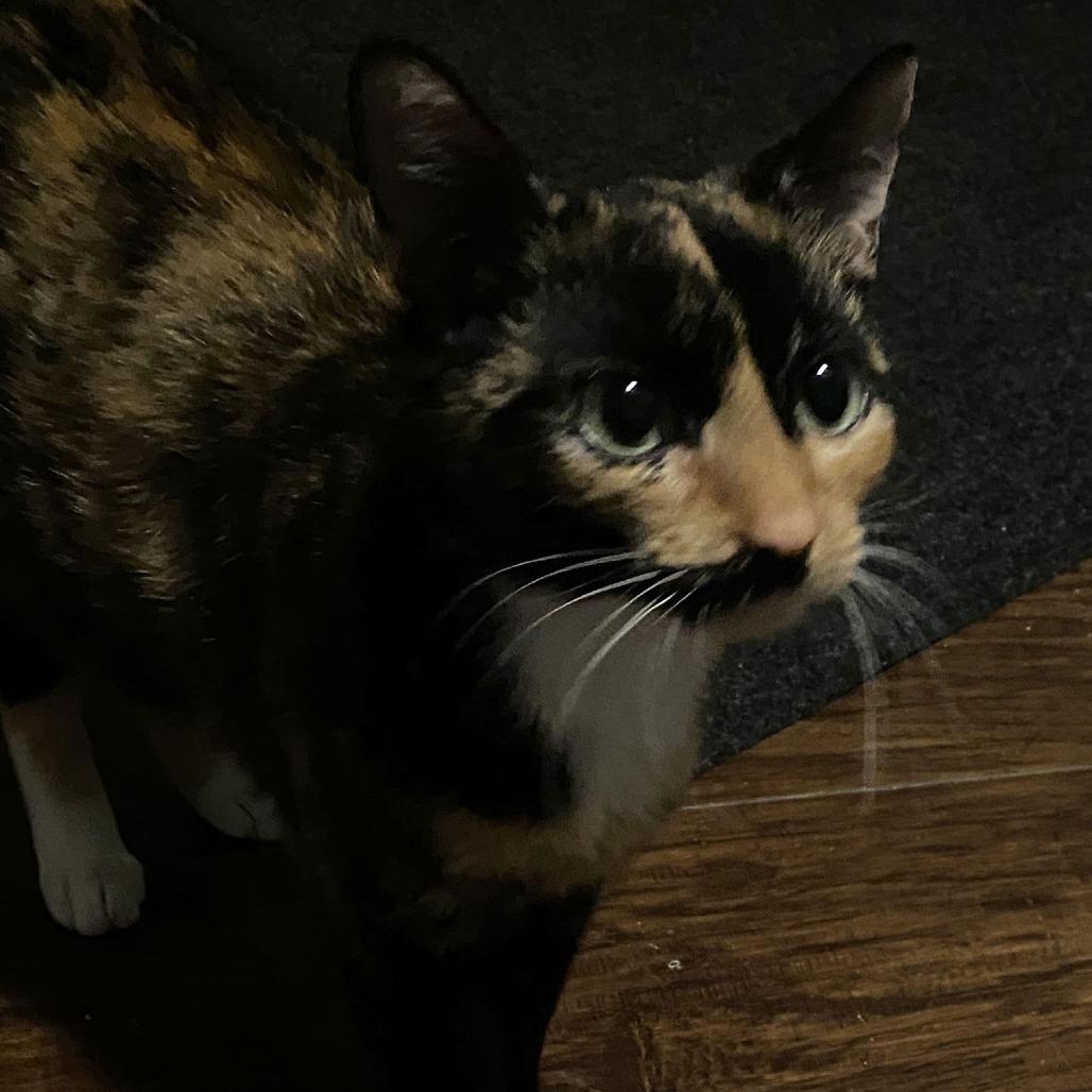 Enlarge Petunia C10380, a Adoptable Domestic Short Hair in Princeton, MN image 2/5