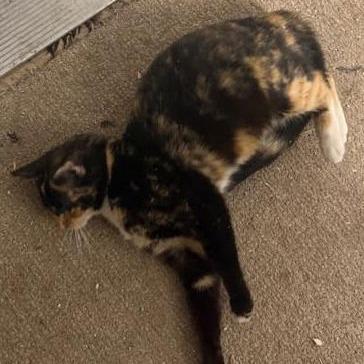 Enlarge Petunia C10380, a Adoptable Domestic Short Hair in Princeton, MN image 3/5