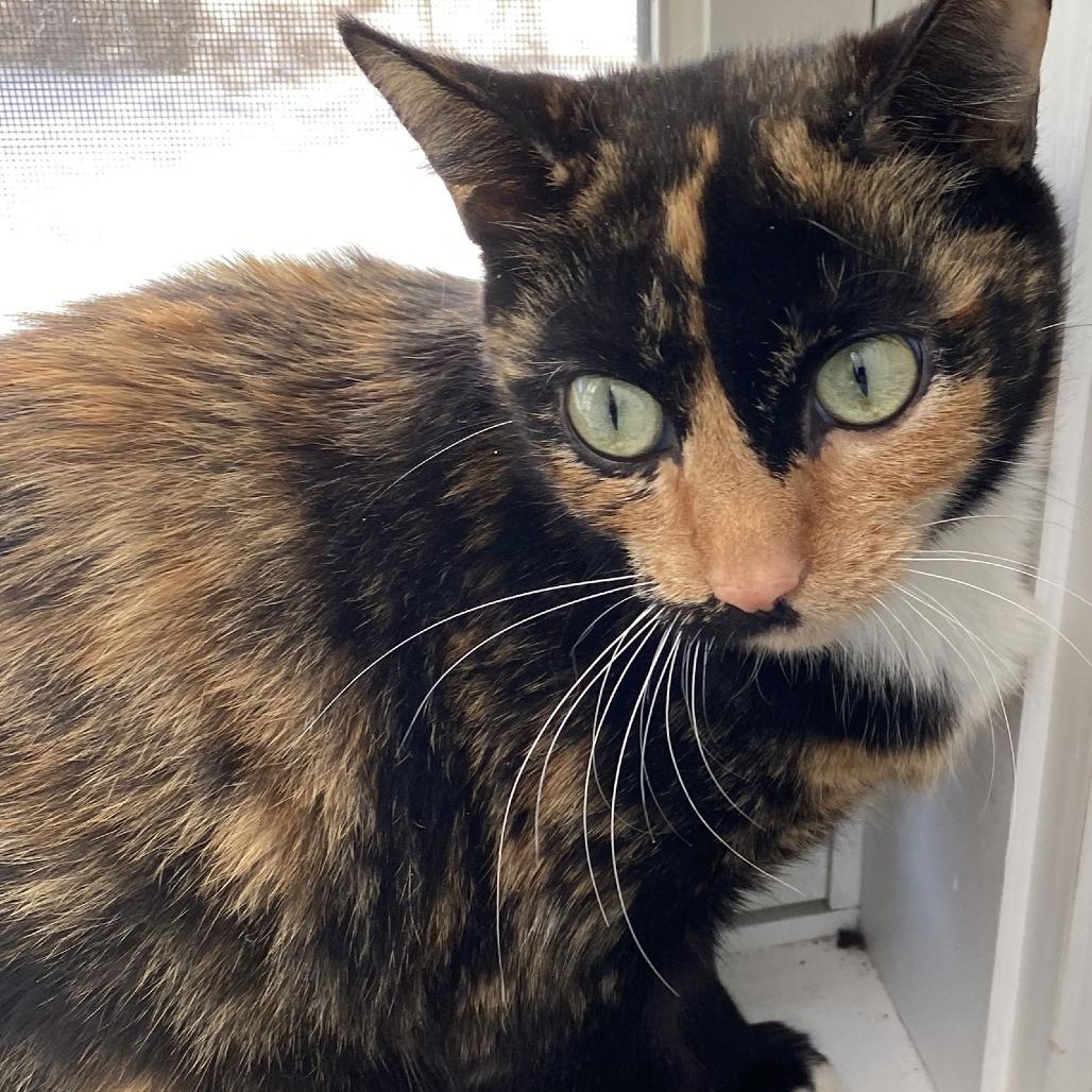 Enlarge Petunia C10380, a Adoptable Domestic Short Hair in Princeton, MN image 4/5