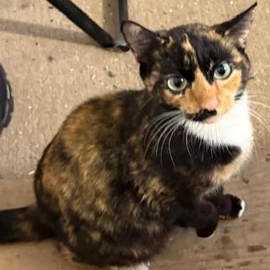 Enlarge Petunia C10380, a Adoptable Domestic Short Hair in Princeton, MN image 5/5