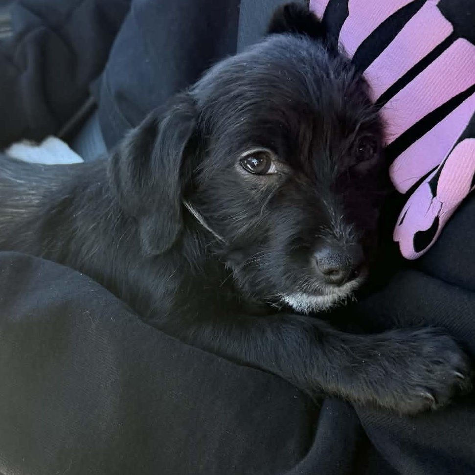 Enlarge Sadie, a ADOPTABLE mixed breed in Buffalo, NY image 5/6