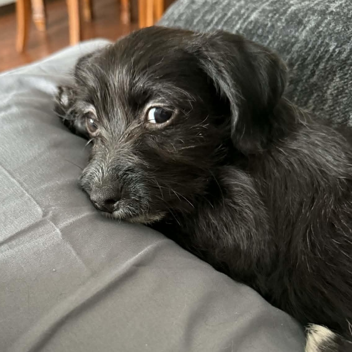 Enlarge Sadie, a ADOPTABLE mixed breed in Buffalo, NY image 3/6