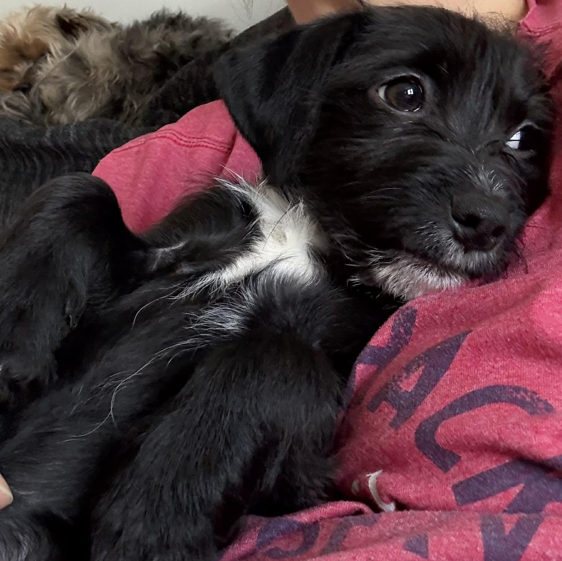 Enlarge Sadie, a ADOPTABLE mixed breed in Buffalo, NY image 4/6