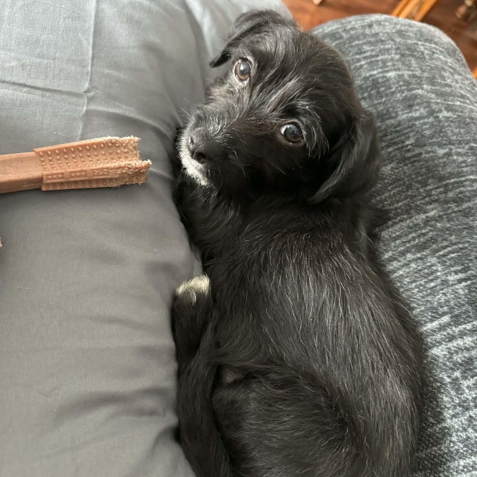 Sadie, ADOPTABLE, Puppy Female Miniature Poodle & Dachshund.