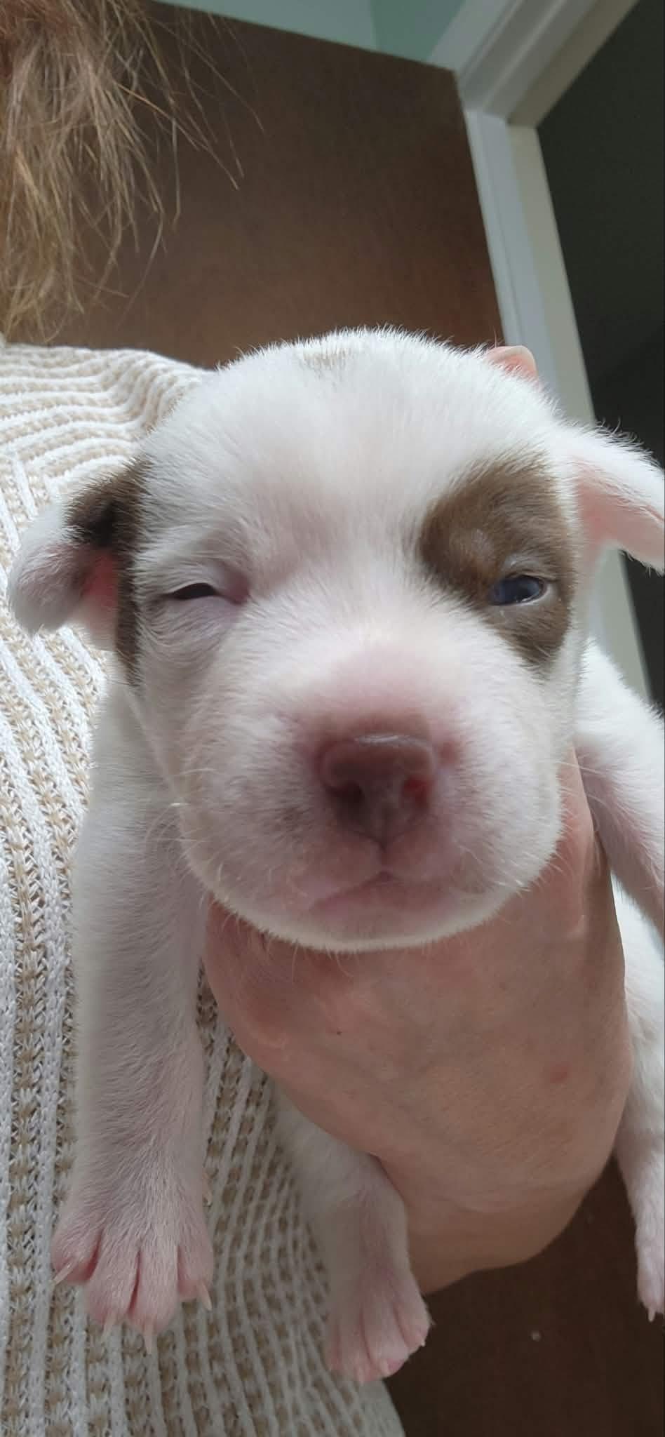 Cher, Adoptable, Puppy Female Labrador Retriever.